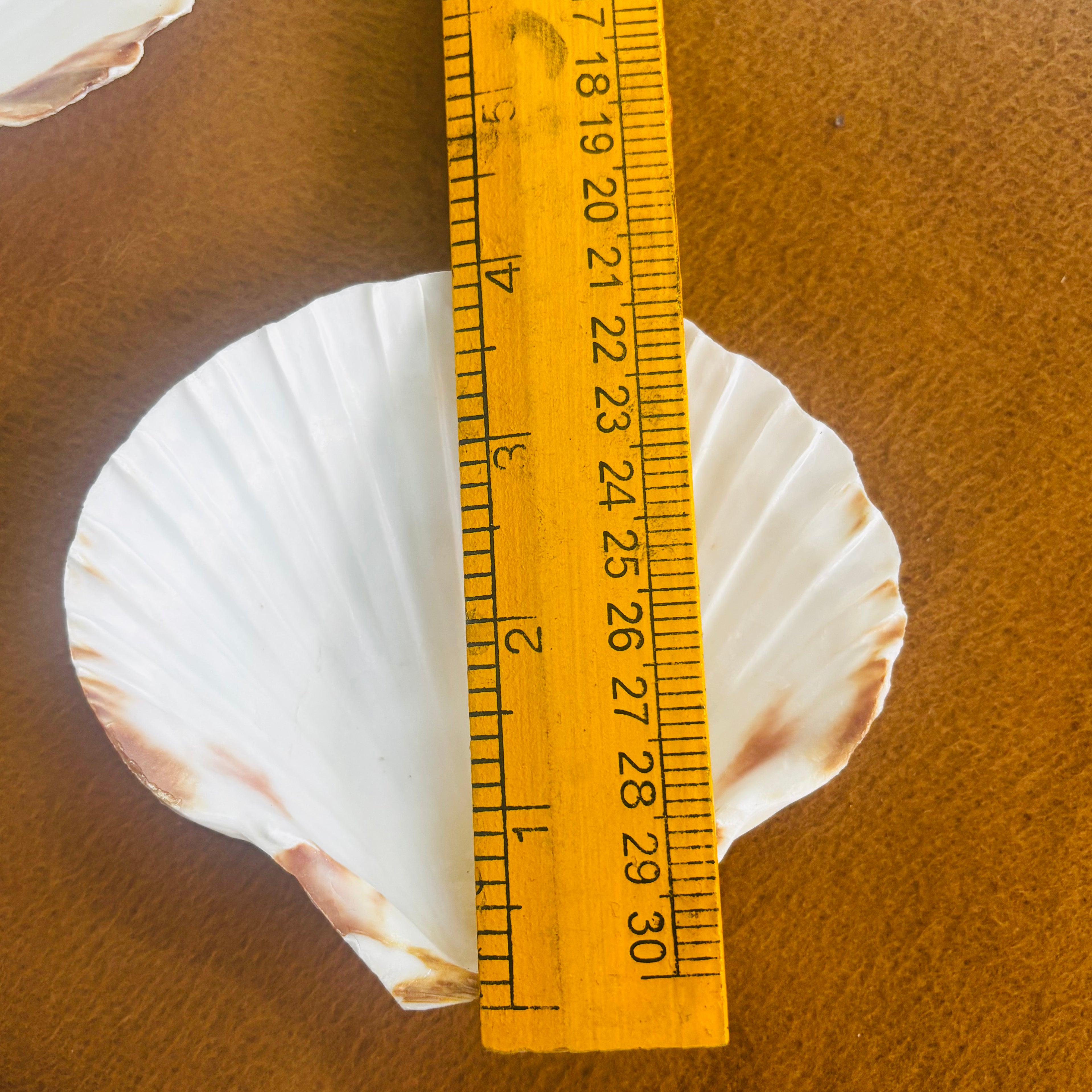 Pearl Shell - Natural Shell Shape | Traditionally Used for Smudging & Sacred Rituals