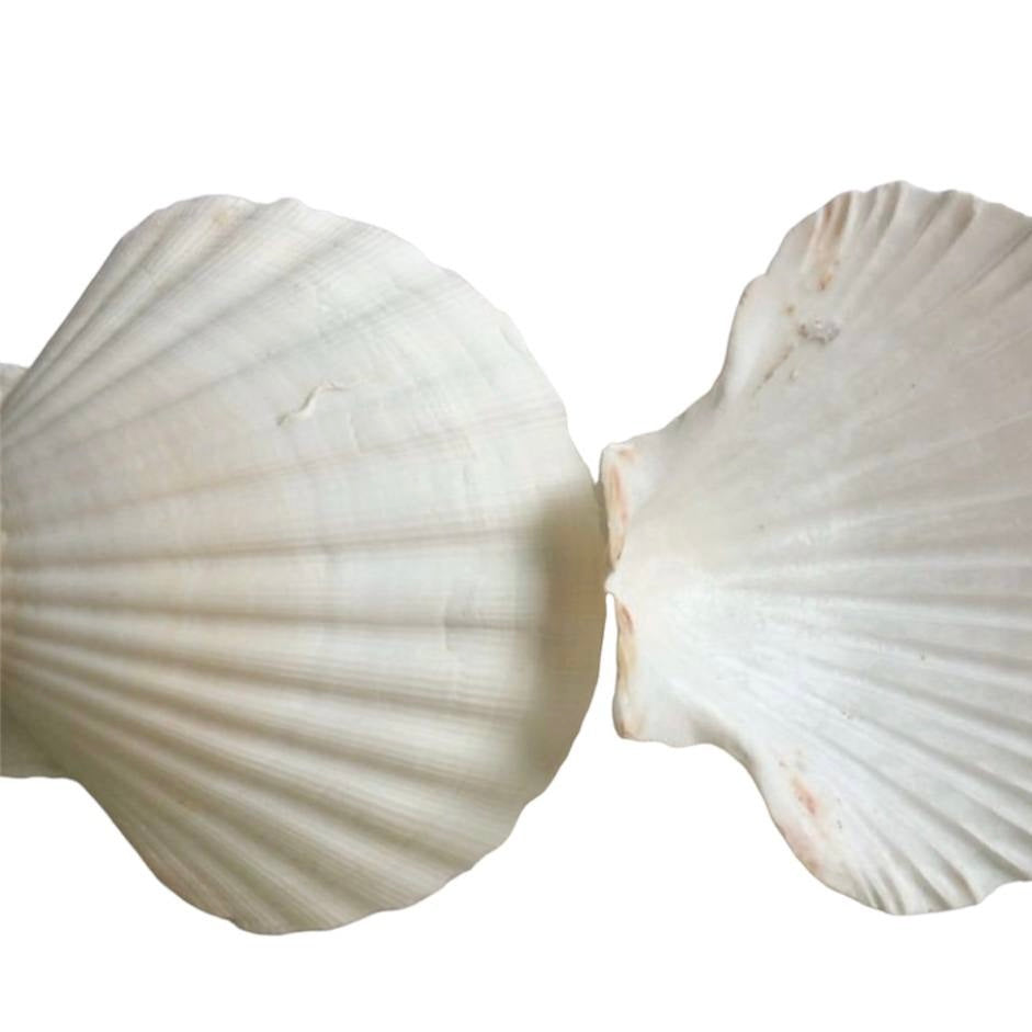 Pearl Shell - 100% Natural & Original Sea Shell | Traditionally Used for Smudging & Sacred Rituals
