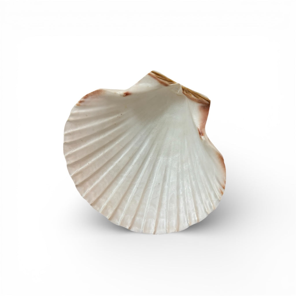 Pearl Shell - 100% Natural & Original Sea Shell | Traditionally Used for Smudging & Sacred Rituals