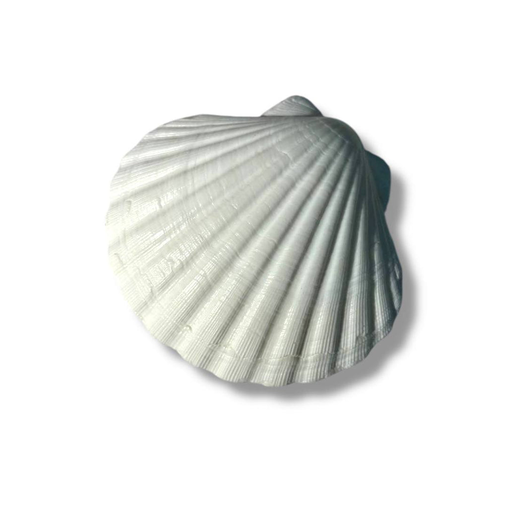 Pearl Shell - 100% Natural & Original Sea Shell | Traditionally Used for Smudging & Sacred Rituals