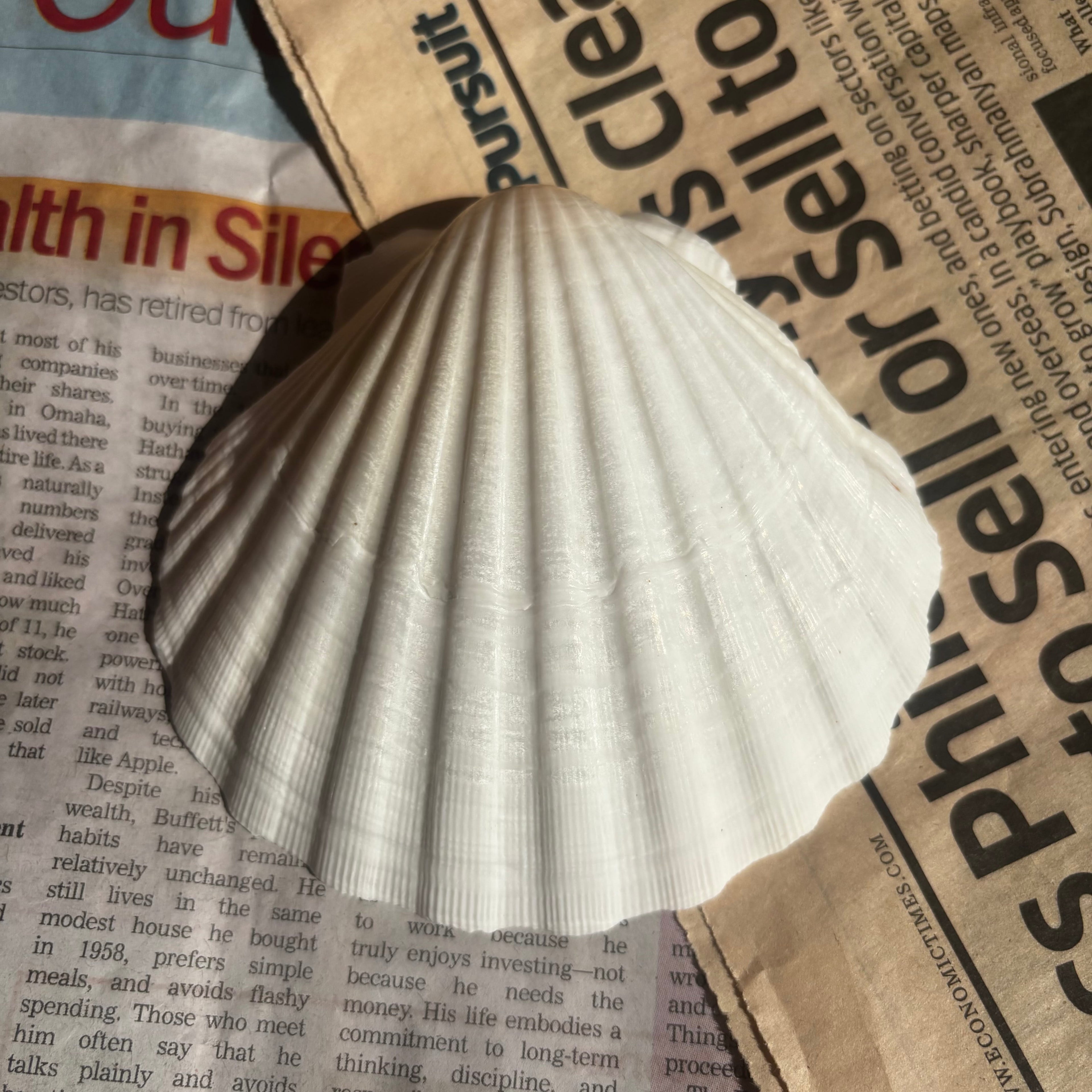 Pearl Shell - 100% Natural & Original Sea Shell | Traditionally Used for Smudging & Sacred Rituals