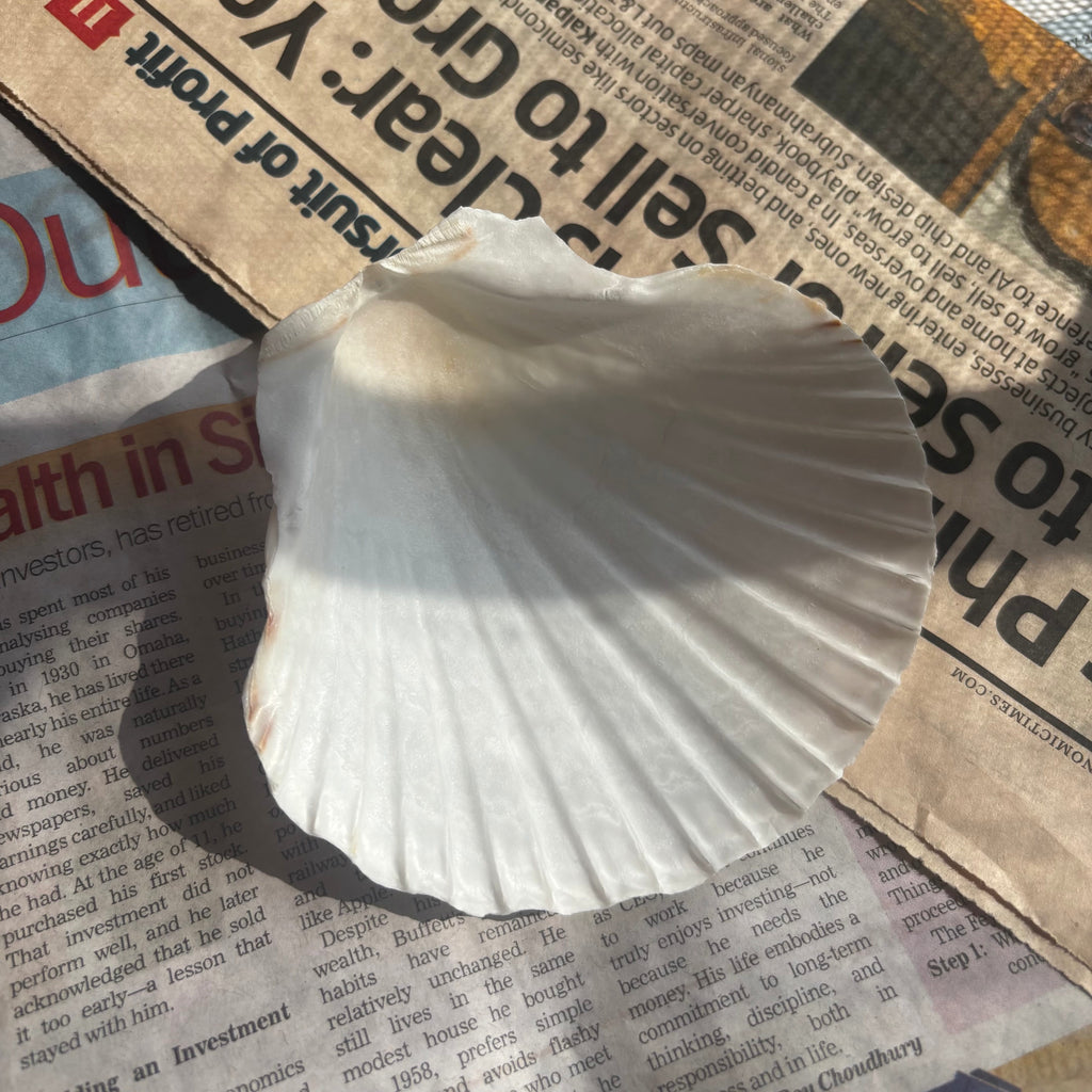 Pearl Shell - 100% Natural & Original Sea Shell | Traditionally Used for Smudging & Sacred Rituals